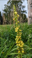 Fototapeta premium Yellow flower of mullein (Verbascum officinale)