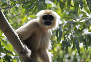 Fototapeta premium A view of a Gibbon in the forest
