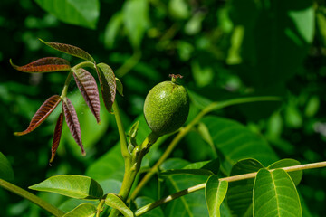 Green walnuts growing on a tree, close up