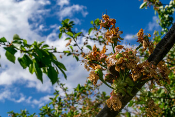 the cherry is green on the branch after flowering