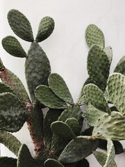 Cactus, succulent plant over white wall. Floral background