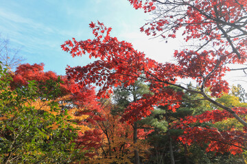 紅葉　
autumn leaves