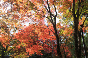 紅葉　
autumn leaves