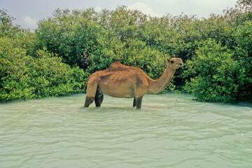 Dromedary
