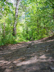 selective focuc, tree, green, outdoor, path, trail, woods, forest, nature
