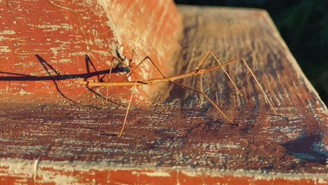Macro video of stick bug walking on concrete, anthropomorphic insect on wooden bench.