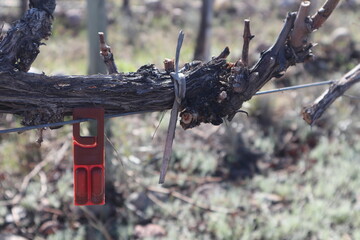 Vineyard with the identity tag on the branch.