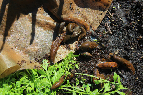 Schnecken und Kaffee im Garten