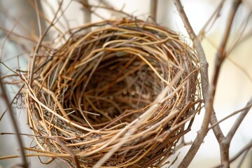 A bird's nest is made of twigs and straw