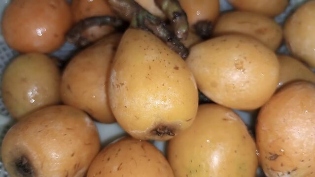 loquat fruit bunches at night