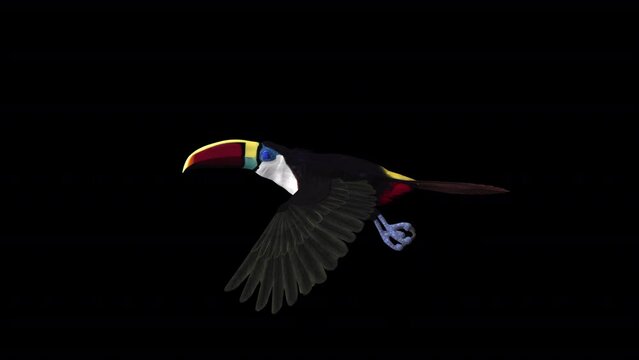 Colorful Toucan Bird  - I - White Throat Blue Eyed - Flying Loop - Side View Close Up - Alpha Channel - Realistic 3D animation of South American Amazon animal isolated on transparent background