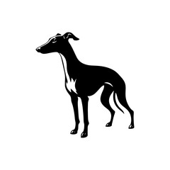 Whippet Dog Vector Silhouette - Minimalist whippet Dog Illustration.