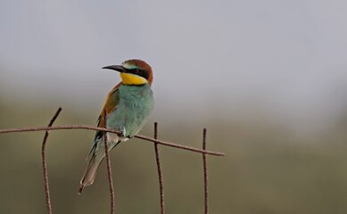 Obraz premium European bee-eater (Merops apiaster), Greece