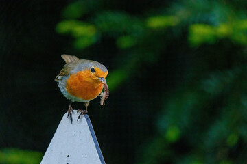 A bird is standing on a white pole and eating a worm