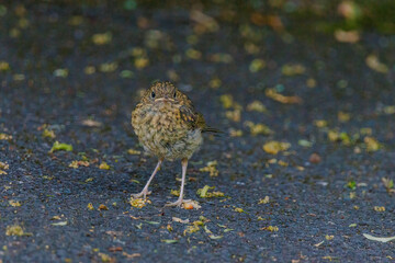 A small bird is standing on a pavement