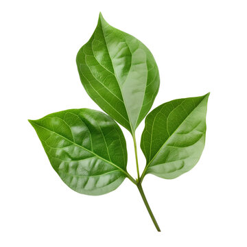 Green single leaves isolated on white background