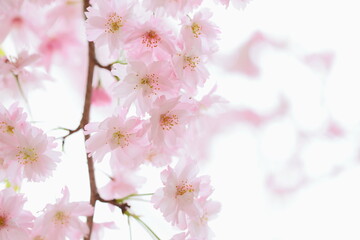 Fototapeta premium 八重咲きの淡いピンクの桜 白背景