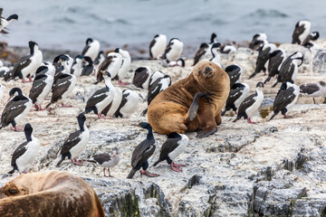 Unspoilt, wild nature in Patagonia in the Beagle Channel.