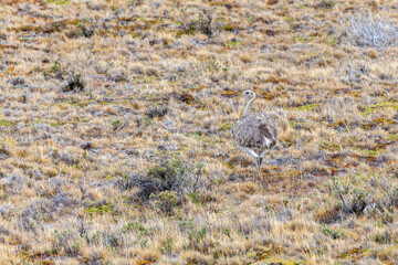Nice view of the beautiful, wild Ostrich on Patagonian soil.