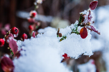 red berries on snow