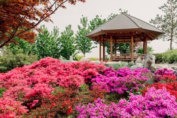 Japanese garden in Krasnodar. Traditional asian park, blossom azalea flowers