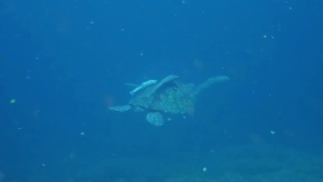 Green turtle swimming in Siquijor