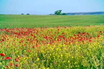 Fototapeta premium Field of poppies against the backdrop of a summer landscape.
