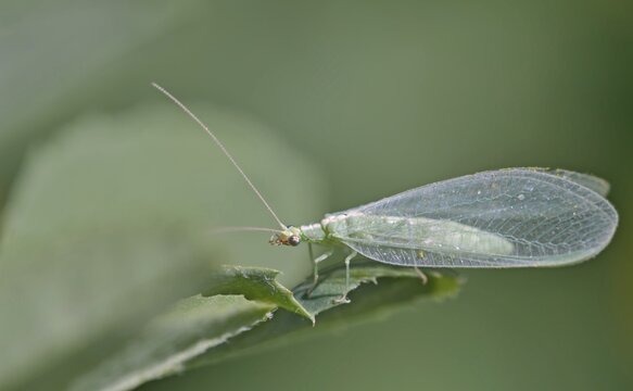 Chrysopa is a genus of green lacewings in the neuropteran family Chrysopidae, Crete