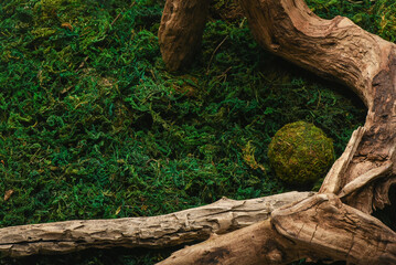 Natural top view mossy background. Dried wooden branch snag on the green moss background with copy...