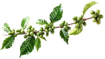 Coffee tree branch with green leaves 
