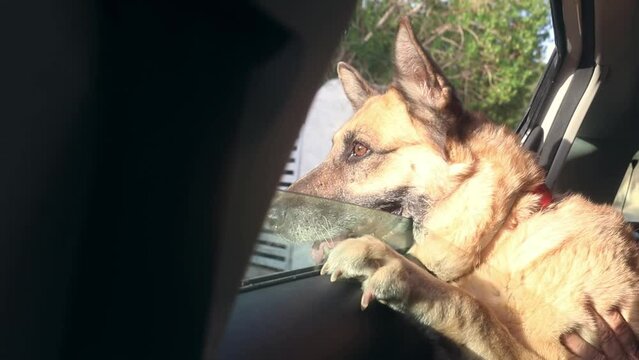 German shepherd dog leaning out of a car window
