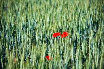 Green wheat field with red poppies in summer