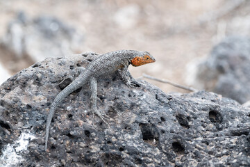 Small lizard, with orange cheeks, sits on bare rock