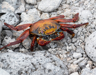 Red and orange crab stood on a white pebbly beach