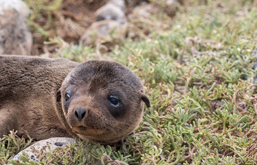 Sea lion pup, with larger brown eyes, laid on a carpet of short green vegetation