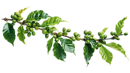 Coffee tree branch with green leaves 