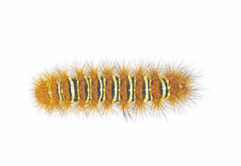 Spiny orange with yellow stripe Echo Moth Caterpillar - seirarctia echo - found in North America,...