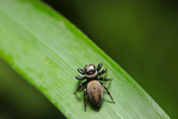 青葉上にマミジロハエトリ蜘蛛の雌（自然光＋マクロ接写写真）