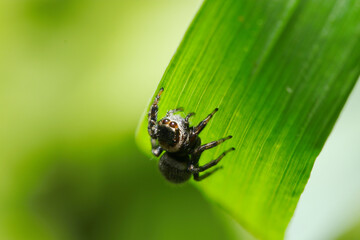 青葉上にマミジロハエトリ蜘蛛の雌（自然光＋マクロ接写写真）