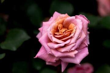 木陰のピンク色のバラ