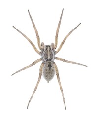 Large female wolf spider - Hogna lenta - facing camera,  extreme detail throughout, view of...