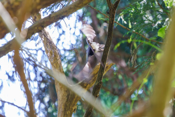 新緑の林の奥で飛ぶ羽虫をフライキャッチする、長い尻尾の美しいサンコウチョウ（カササギヒタキ科）。
日本国東京都八王子市、八王子城跡にて。
2024年5月撮影。
A beautiful Japanese Paradise Flycatcher (Terpsiphone atrocaudata) with a long tail fly-catching winged insects flying d
