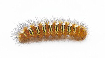Spiny orange with yellow stripe Echo Moth Caterpillar - seirarctia echo - found in North America, in Georgia, Florida, Alabama and Mississippi isolated on white background side profile view