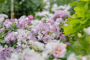 新緑と色鮮やかな薔薇の花
