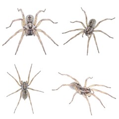 Large female wolf spider - Hogna lenta - facing camera,  extreme detail throughout, view of...