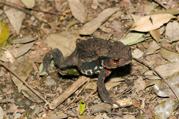 Naklejka premium 森の中、夕刻の枯葉上を移動するニホンヒキガエル（雌・自然光＋ストロボ、マクロ接写撮影）