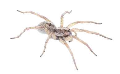 Large female wolf spider - Hogna lenta - facing camera,  extreme detail throughout, view of...