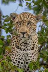 Male Leopard Portrait