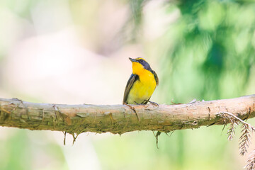 新緑の林で美しくさえずる可愛いキビタキ（ヒタキ科）。
日本国東京都八王子市、八王子城跡にて。
2024年5月撮影。
A lovely Narcissus Flycatcher, (Ficedula narcissina, family Cyanopterygidae) singing beautifully in in the fresh greenery woods.
