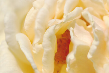 明るいホワイトアプリコット色のバラの花アップ（晴天下マクロ撮影）